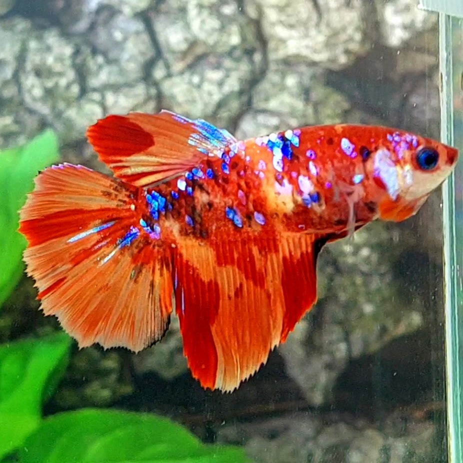 Multicolor Nemo Galaxy Halfmoon Female For Sorority Tank/Breed