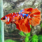 Multicolor Nemo Galaxy Halfmoon Female For Sorority Tank/Breed