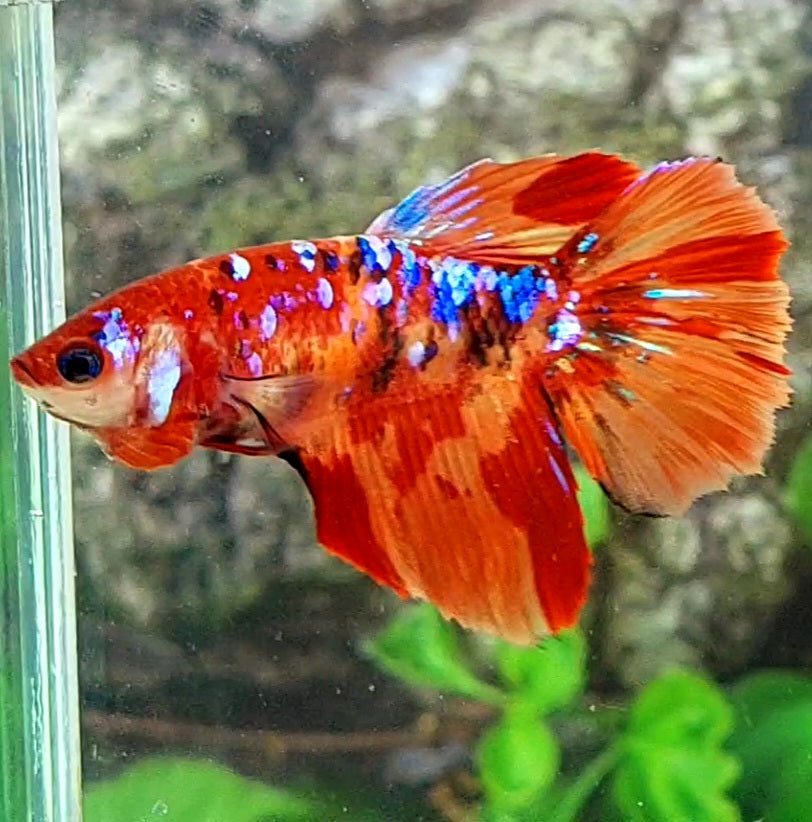 Multicolor Nemo Galaxy Halfmoon Female For Sorority Tank/Breed