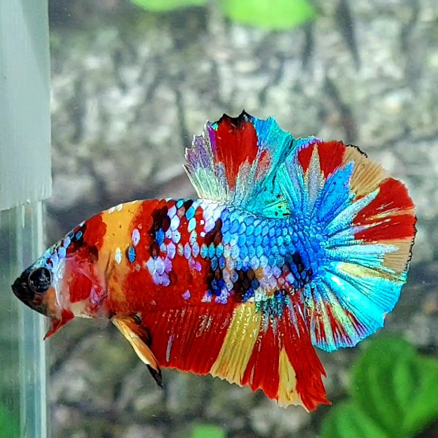 Multicolor Galaxy HMPK Male