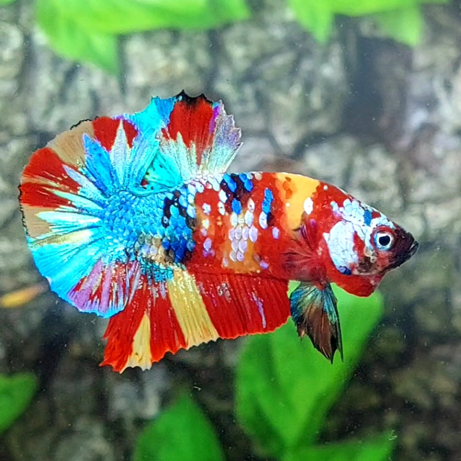 Multicolor Galaxy HMPK Male