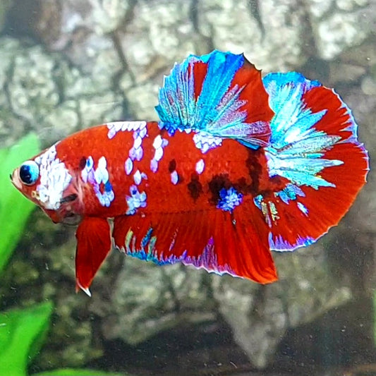 Red Galaxy HMPK Male