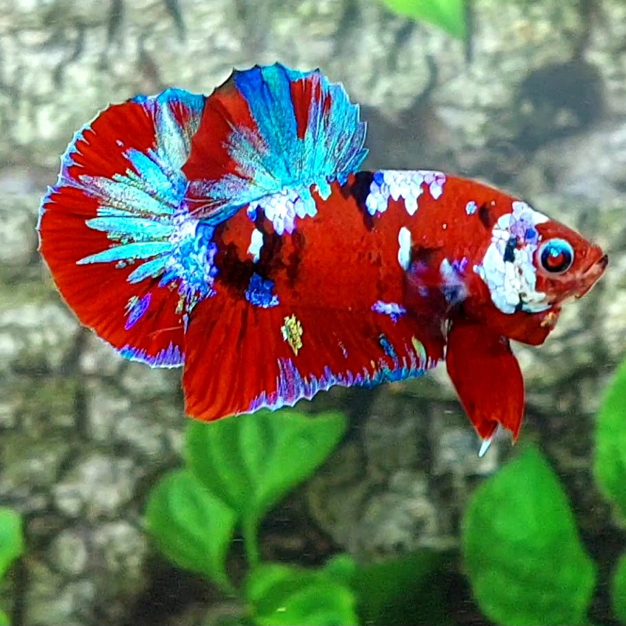 Red Galaxy HMPK Male