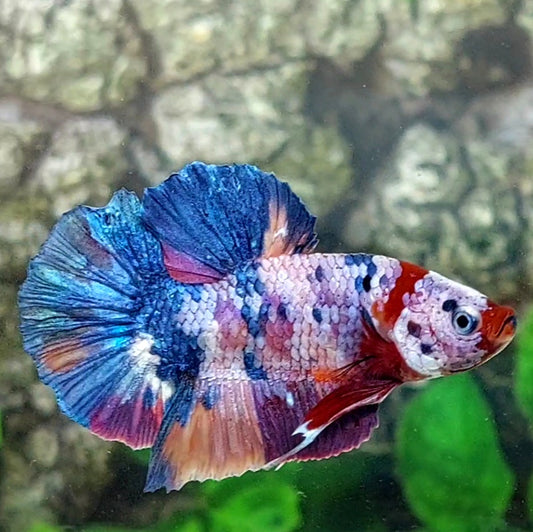 Multicolor Galaxy HMPK Male