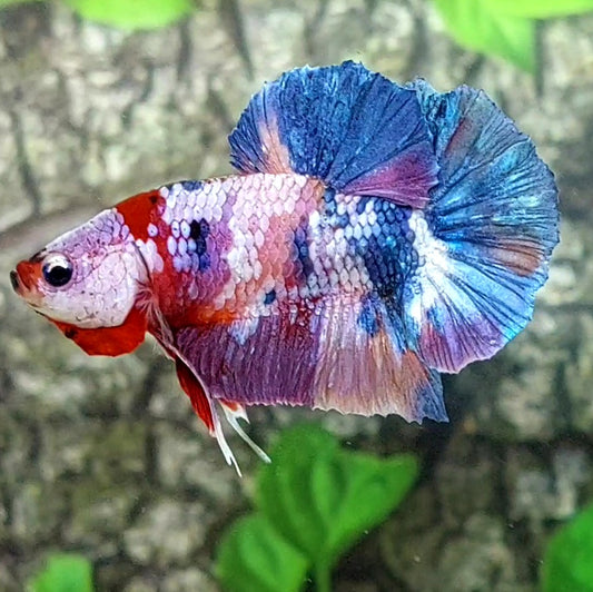 Multicolor Galaxy HMPK Male