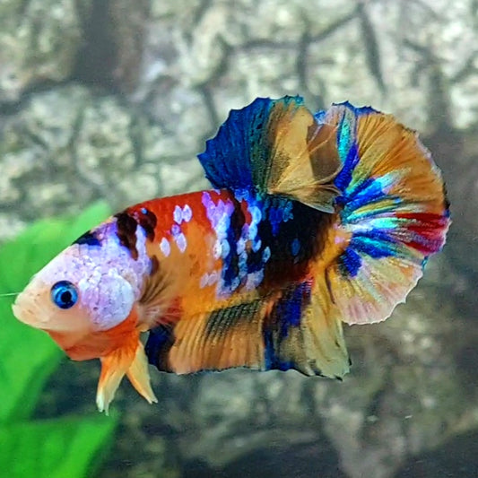 Multicolor Galaxy HMPK Male