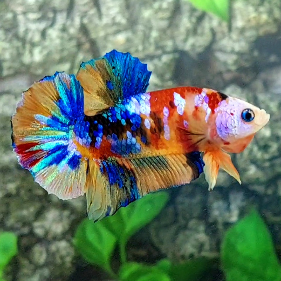 Multicolor Galaxy HMPK Male