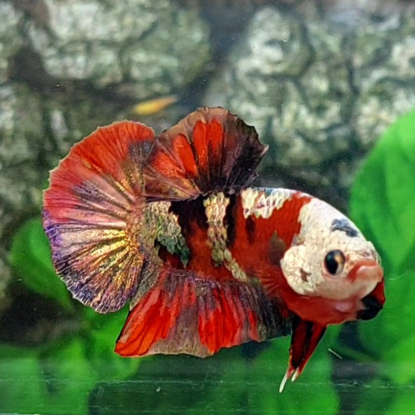 Red Koi Copper Gold Purple Galaxy HMPK Male