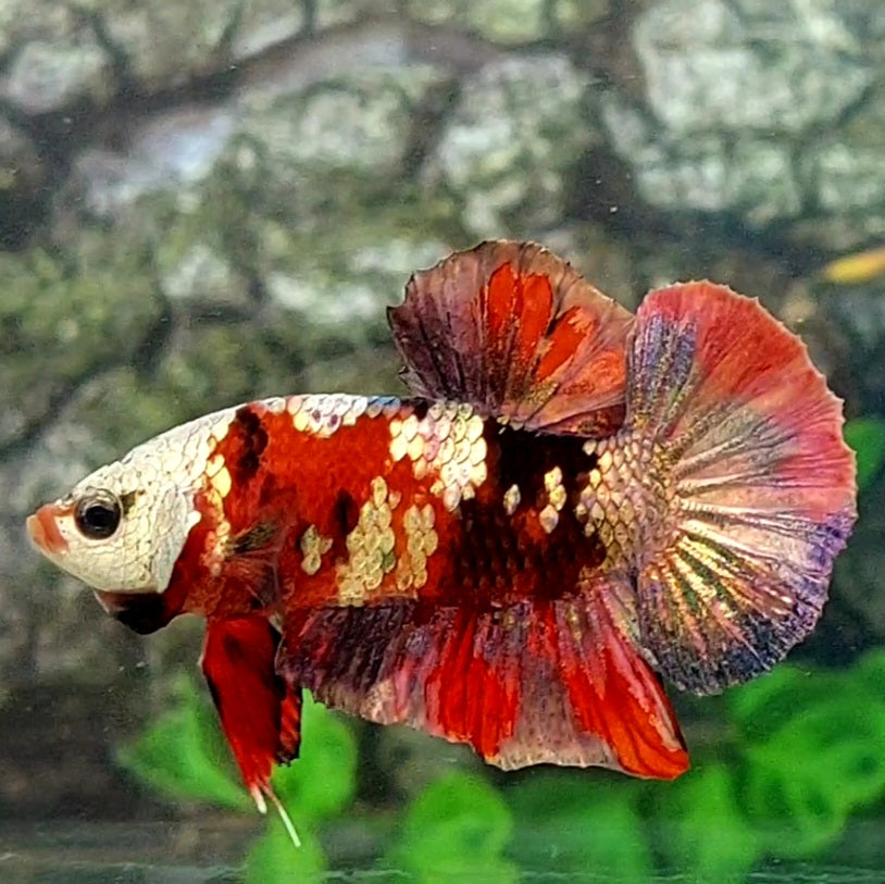 Red Koi Copper Gold Purple Galaxy HMPK Male