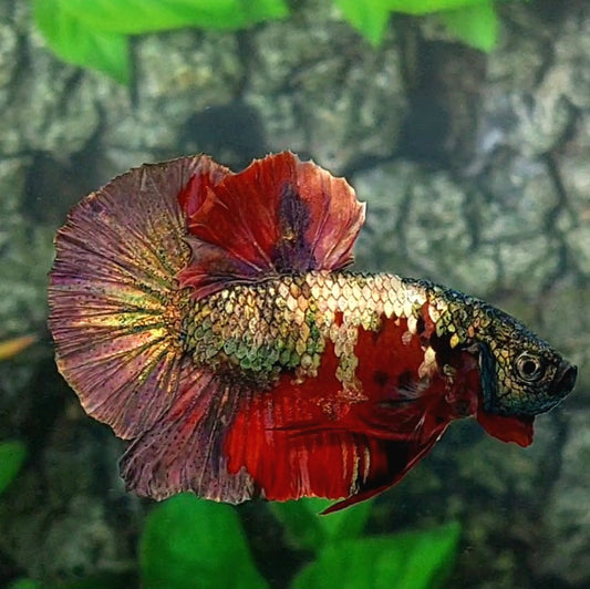 Red Koi Copper Gold Purple Galaxy HMPK Male