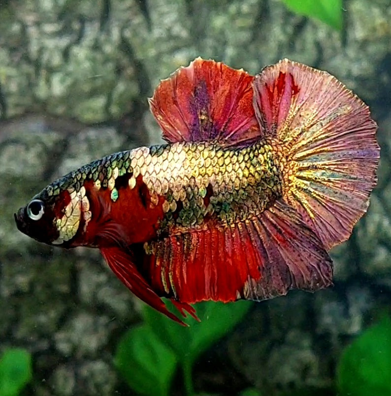 Red Koi Copper Gold Purple Galaxy HMPK Male