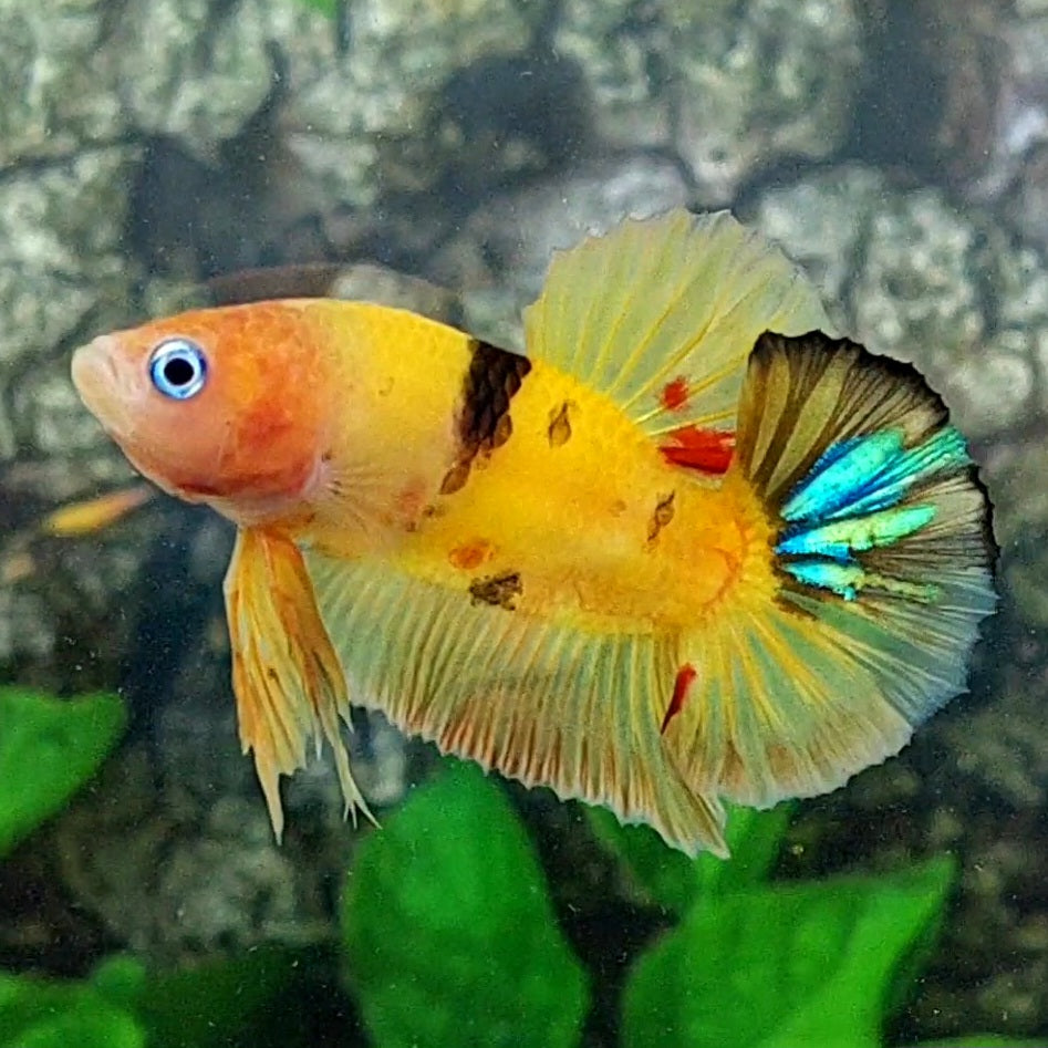 Amarillo Cobre Púrpura Galaxia OHMPK Macho