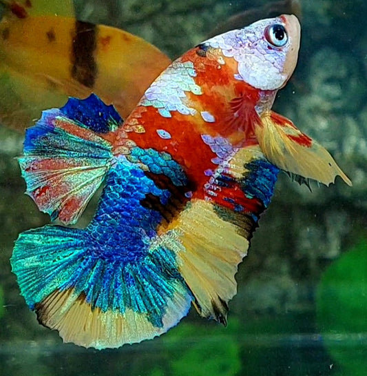 Multicolor Galaxy HMPK Male