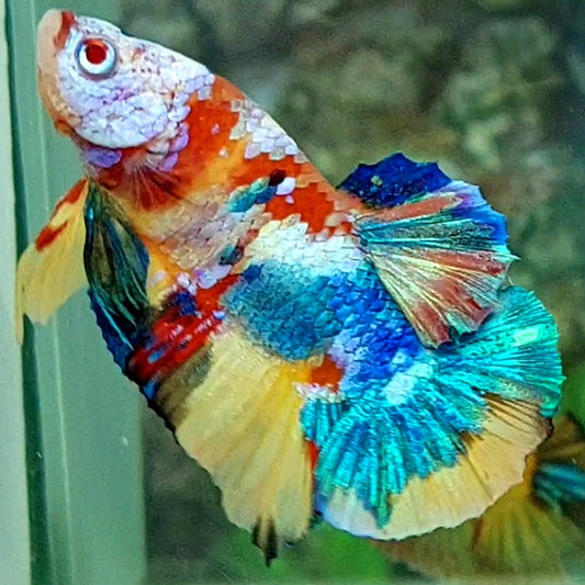 Multicolor Galaxy HMPK Male