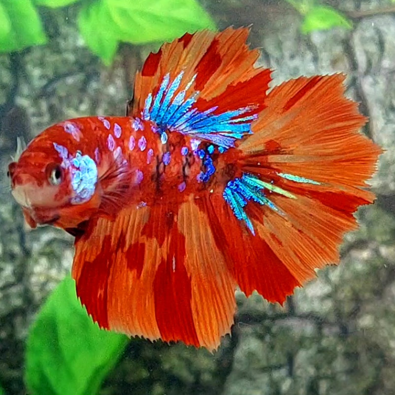 Nemo Leopard Galaxy Halfmoon Female For Sorority Tank/Breed