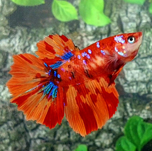 Nemo Leopard Galaxy Halfmoon Female For Sorority Tank/Breed