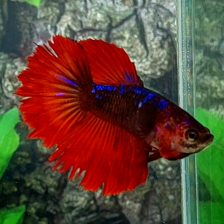 Red Black Purple Galaxy Halfmoon Female For Sorority Tank/Breed