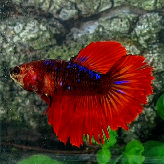 Red Black Purple Galaxy Halfmoon Female For Sorority Tank/Breed