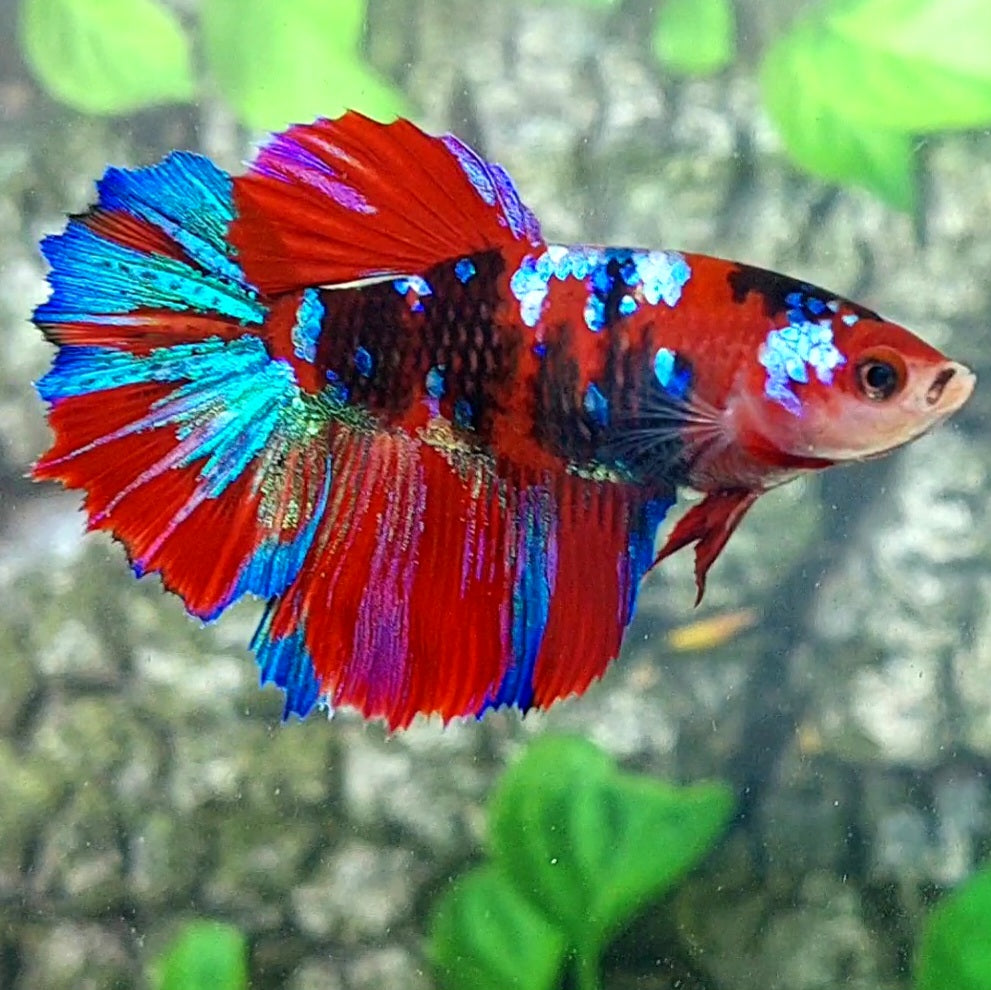 Multicolor Red Tiger Galaxy Halfmoon Female For Sorority Tank/Breed