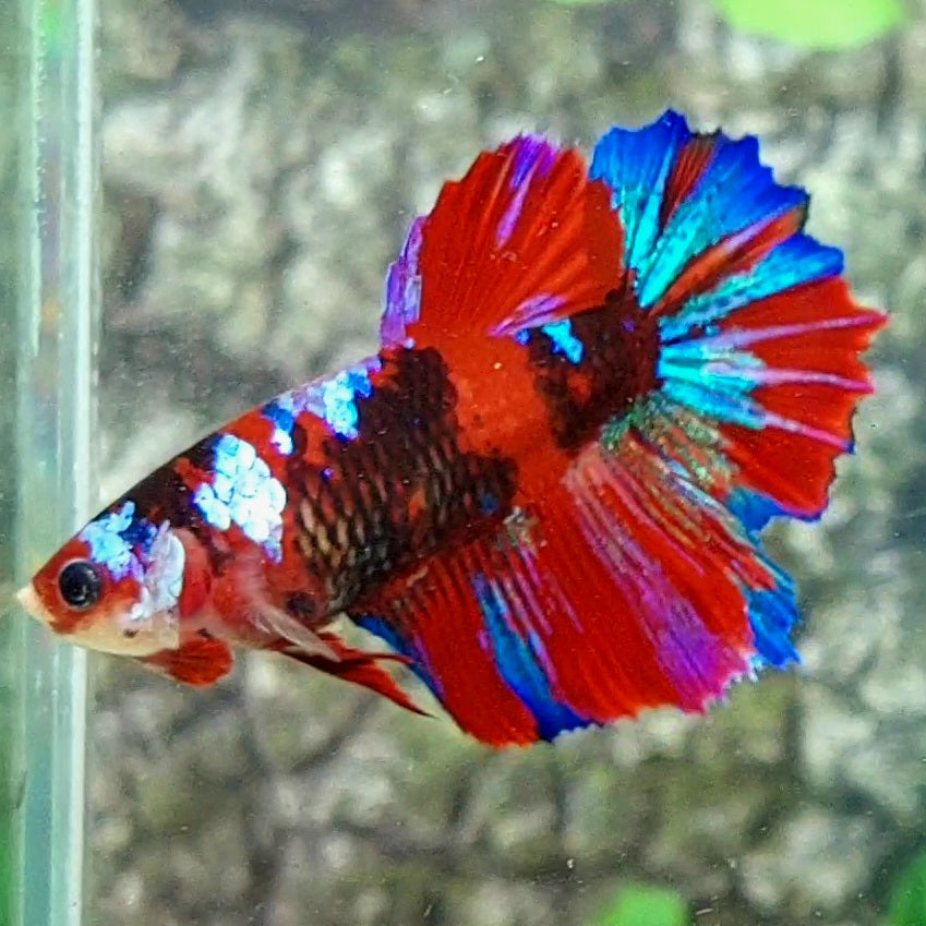 Multicolor Red Tiger Galaxy Halfmoon Female For Sorority Tank/Breed