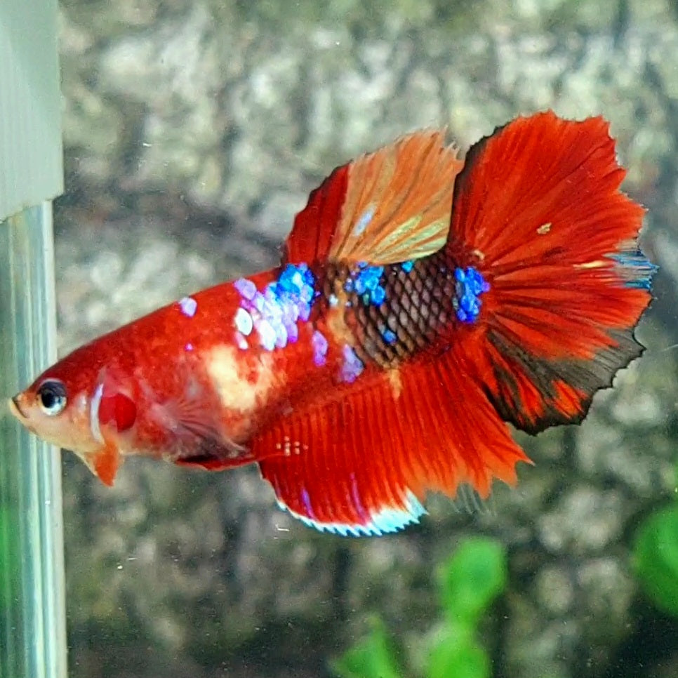 Multicolor Koi Galaxy Halfmoon Female For Sorority Tank/Breed