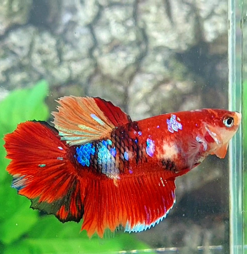 Multicolor Koi Galaxy Halfmoon Female For Sorority Tank/Breed