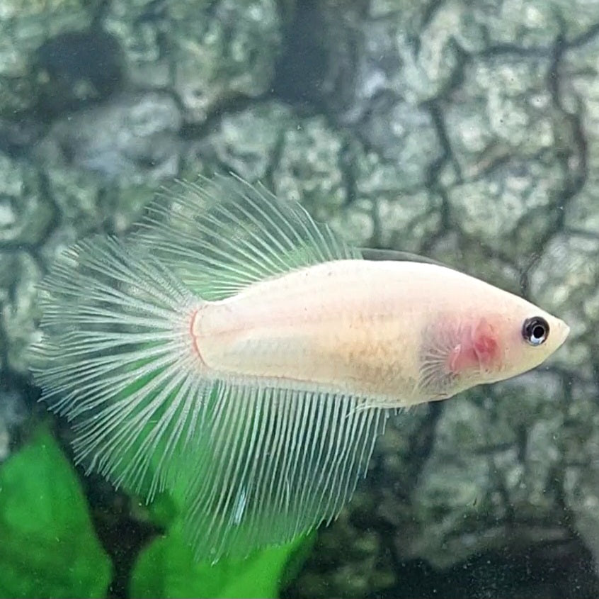 Cellophane Halfmoon Female For Sorority Tank/Breed