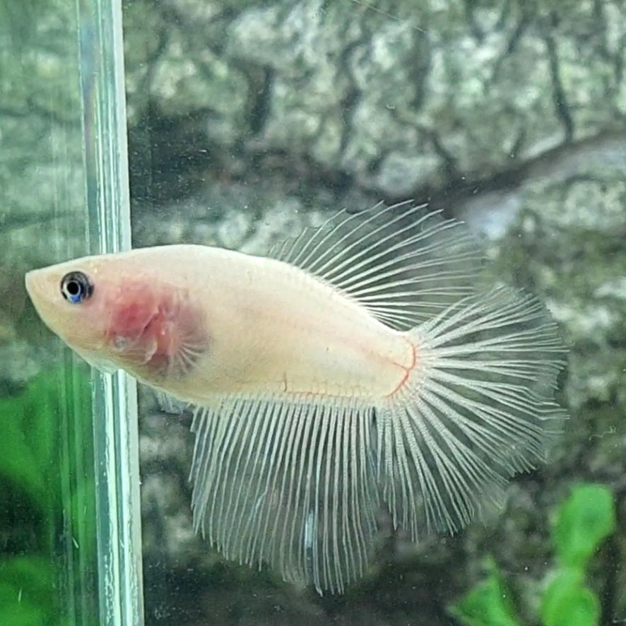 Cellophane Halfmoon Female For Sorority Tank/Breed