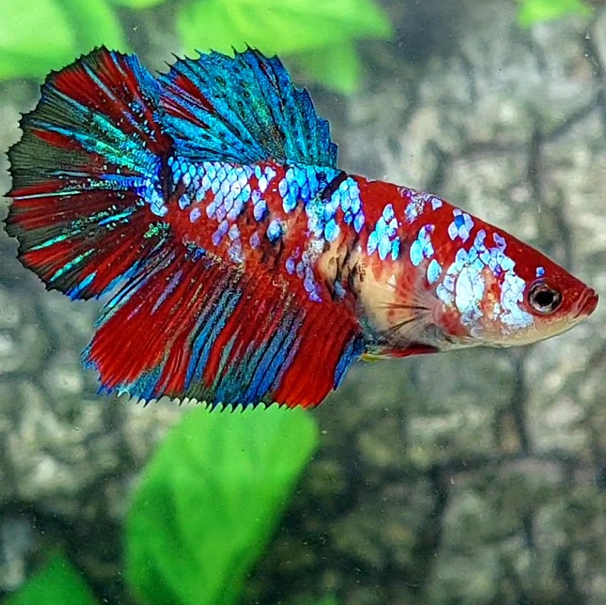 Multicolor Galaxy Halfmoon Female For Sorority Tank/Breed