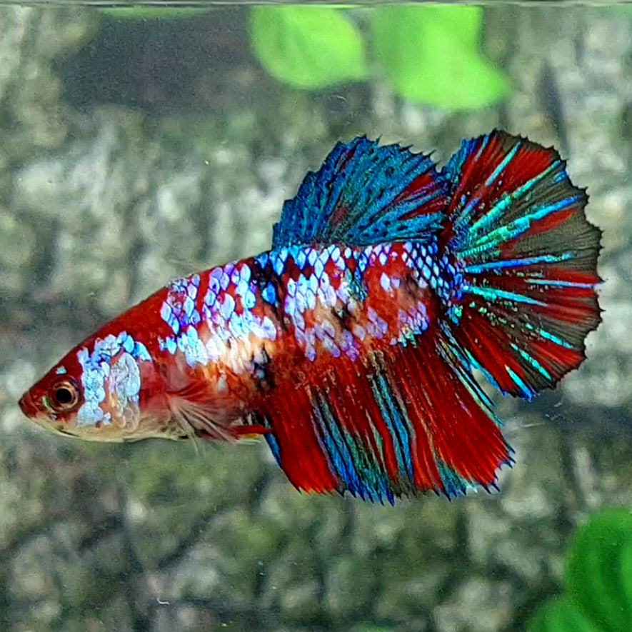 Multicolor Galaxy Halfmoon Female For Sorority Tank/Breed