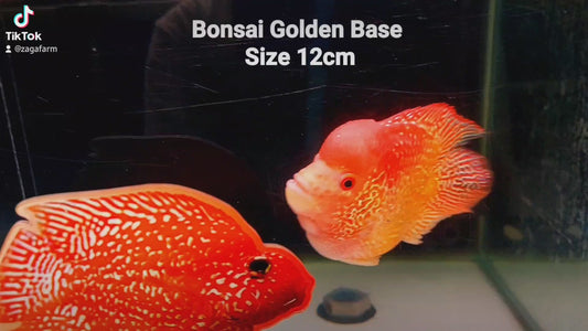 Cuerpo corto BonBon Indo Cencu Base dorada Flowerhorn